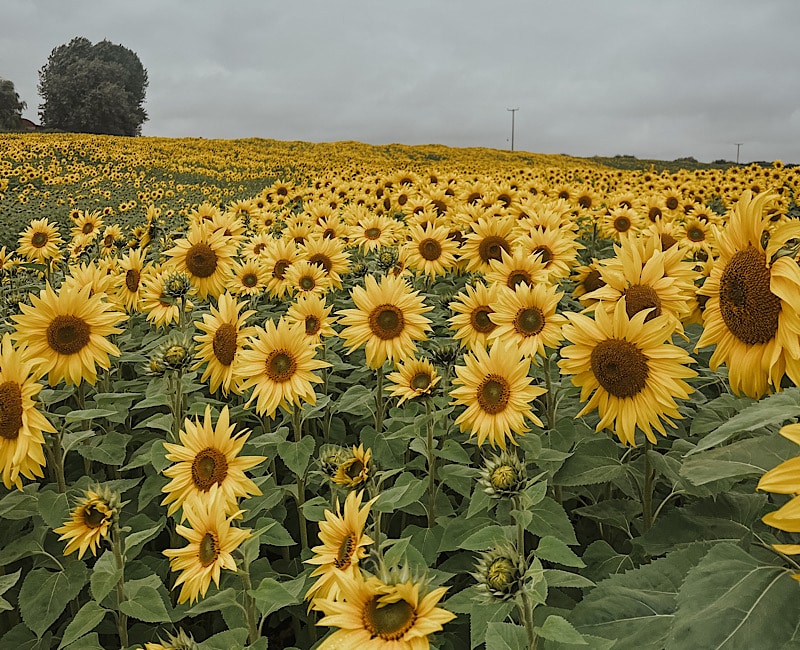 Visit East Grange Sunflower Fields, County Durham S Fox Blogs